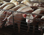 哈尔滨现非洲猪瘟 疫情在大陆继续扩散