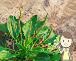 不起眼的車前草 竟是治傷靈藥 泡茶喝還止牙痛