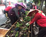 社區辦工作坊 關懷據點長輩持續照顧菜圃