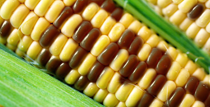 盤點常見8種轉基因食品如何避免 Gmo 危害 玉米 大紀元