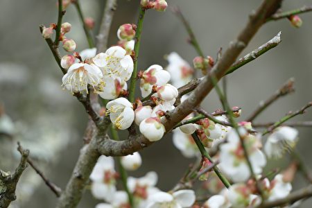 赏梅是“2018南投花卉嘉年华”的主要活动之一。