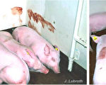 大陆养猪户：猪瘟疫情严重 病猪恐已入市场