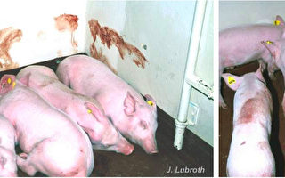 大陆养猪户：猪瘟疫情严重 病猪恐已入市场