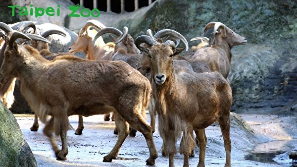 动物名错读排行榜 台北动物园：欧亚水獭居首