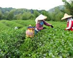 響應暖冬補助 花蓮縣推農遊輕旅行888元起