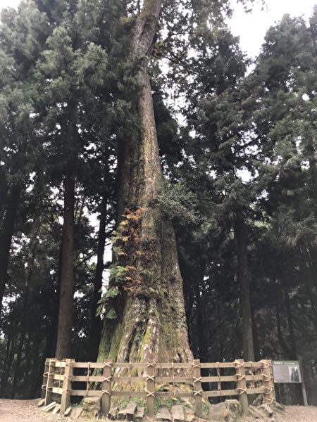 阿里山公路91K处有一颗1600多岁的红桧巨木。