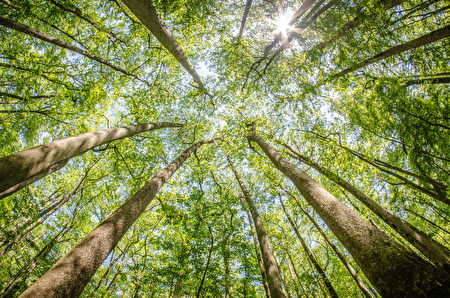 印度武装分子金盆洗手花10年种植一片森林 大纪元