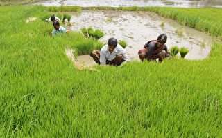 印度官員推行「宇宙農耕」 藉誦經增加產量