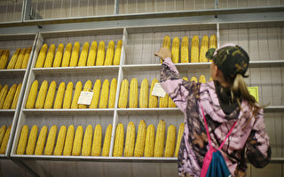 继大豆及汽车后 传北京明年采购美国玉米