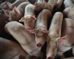 非洲豬瘟迅速蔓延 廣西博白滿街死豬