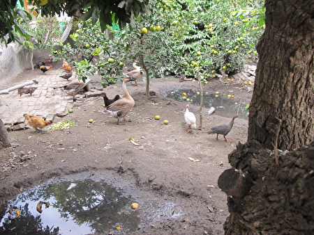 果园里养了一群鸡鸭鹅，仿佛50年前的台湾农村景象。
