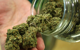 大麻影響工作 新州雇主仍有權禁吸