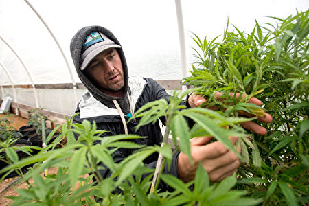 州長庫默計劃明年大麻合法化，遭到公益組織反對。