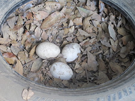 从枯叶中发现三颗已生出来的鹅蛋