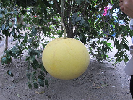 “好大的帝王柚！”是果园里最吸睛的水果！庄主说：一颗帝王柚在树上可以待11个月！