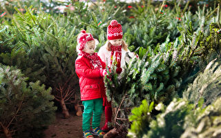 在多伦多 到哪里买新伐圣诞树？