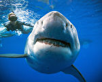 长20英尺 潜水员在夏威夷再邂逅最大大白鲨