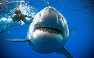 长20英尺 潜水员在夏威夷再邂逅最大大白鲨