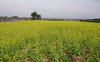養田省肥  冬季休閒期間種植綠肥作物