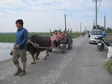 彰化縣溪州鄉拖拖拉拉牛耕隊隊長高一鑫（牽牛者），讓小朋友坐在牛車上漫步田間。