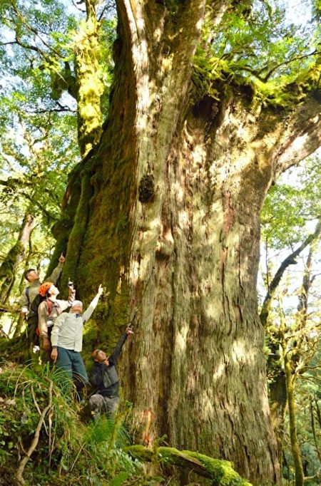 公布原始桧木林遭批 台林务局：公开才是保护
