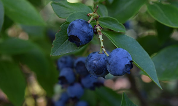 蓝莓的抗氧化力，高居四十多种蔬果之冠。