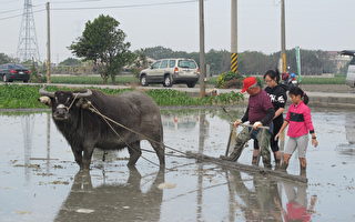 牛耕体验活动 盼唤起台湾人对牛的记忆