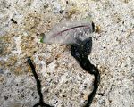 和平島僧帽水母已清除 林右昌：持續監控關注