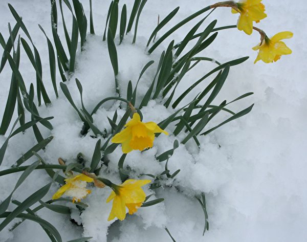水仙破雪迎春。 （pixabay）