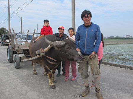 彰化縣溪州鄉拖拖拉拉牛耕隊隊長高一鑫（牽牛者），讓小朋友開心的坐在他的牛背上。