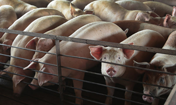 中国五大猪企前三季度合计亏损156亿