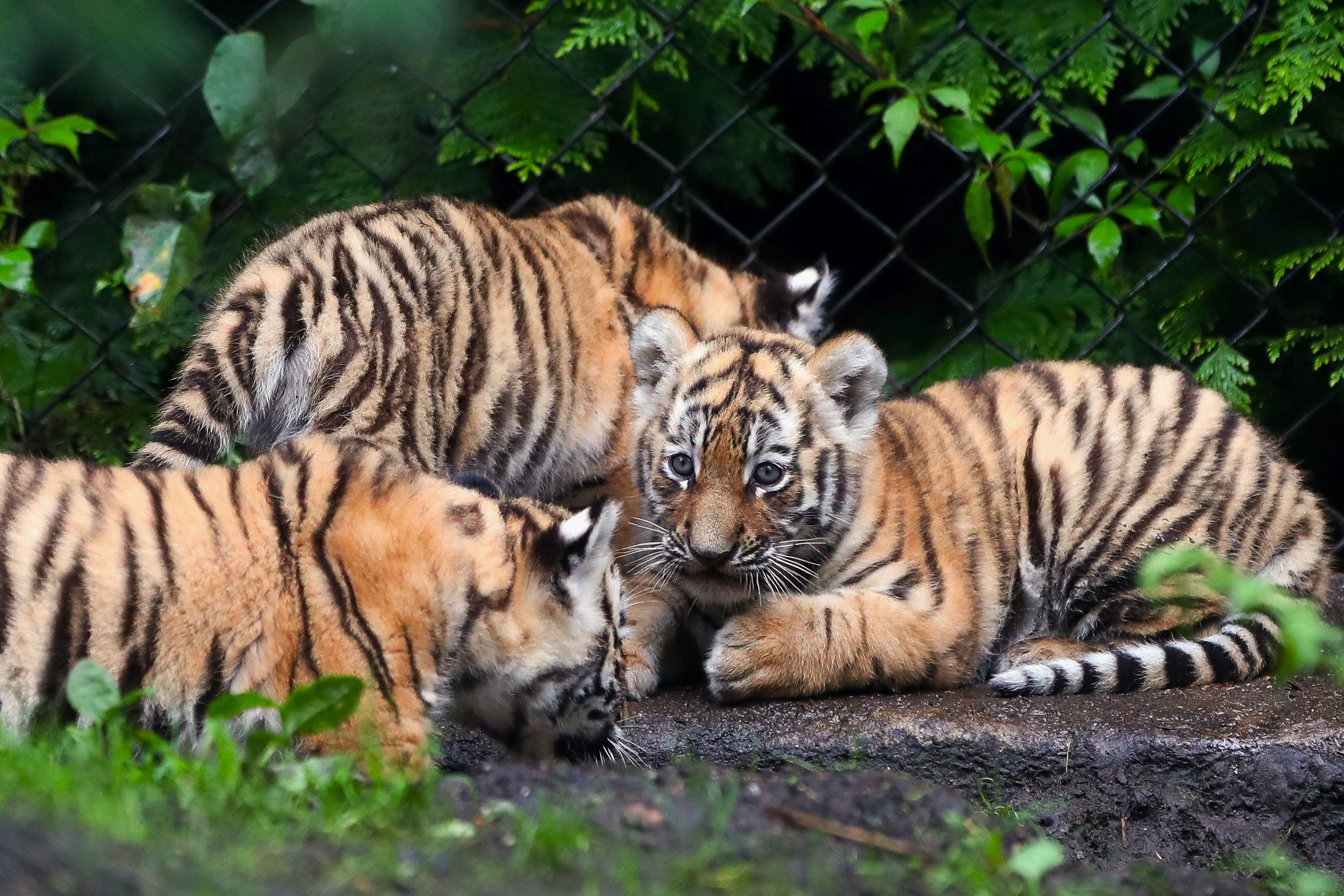 俄罗斯野生幼虎一家亲罕见影片曝光| 西伯利亚虎| 大紀元