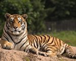 環境惡劣 安徽野生動物園20隻東北虎死亡
