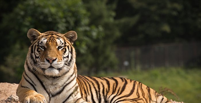 环境恶劣 安徽野生动物园20只东北虎死亡