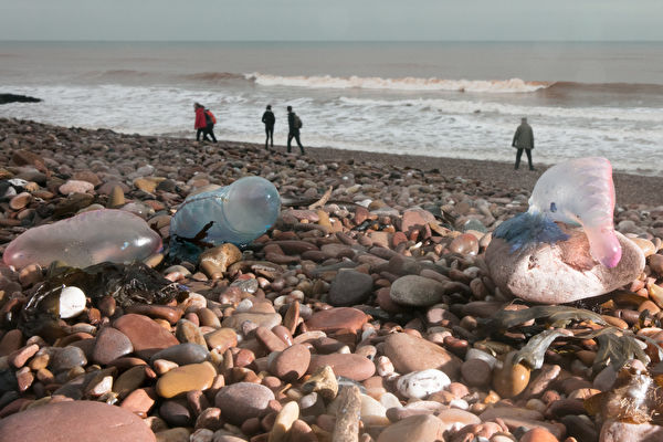 澳洲海灘現大量水母 逾萬人被蜇傷