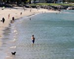 阿德萊德週四46.2℃  打破80年高溫紀錄
