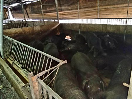 新竹市共有18戶養豬場