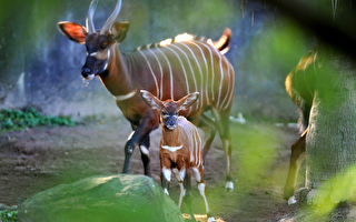 又一极濒危物种宝宝降生 美动物园再获紫羚