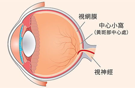 不同护眼营养素作用于眼睛的不同部位。