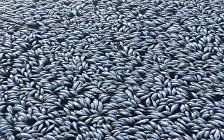 墨累达令流域死鱼泛滥 农渔民集会吁改善生态
