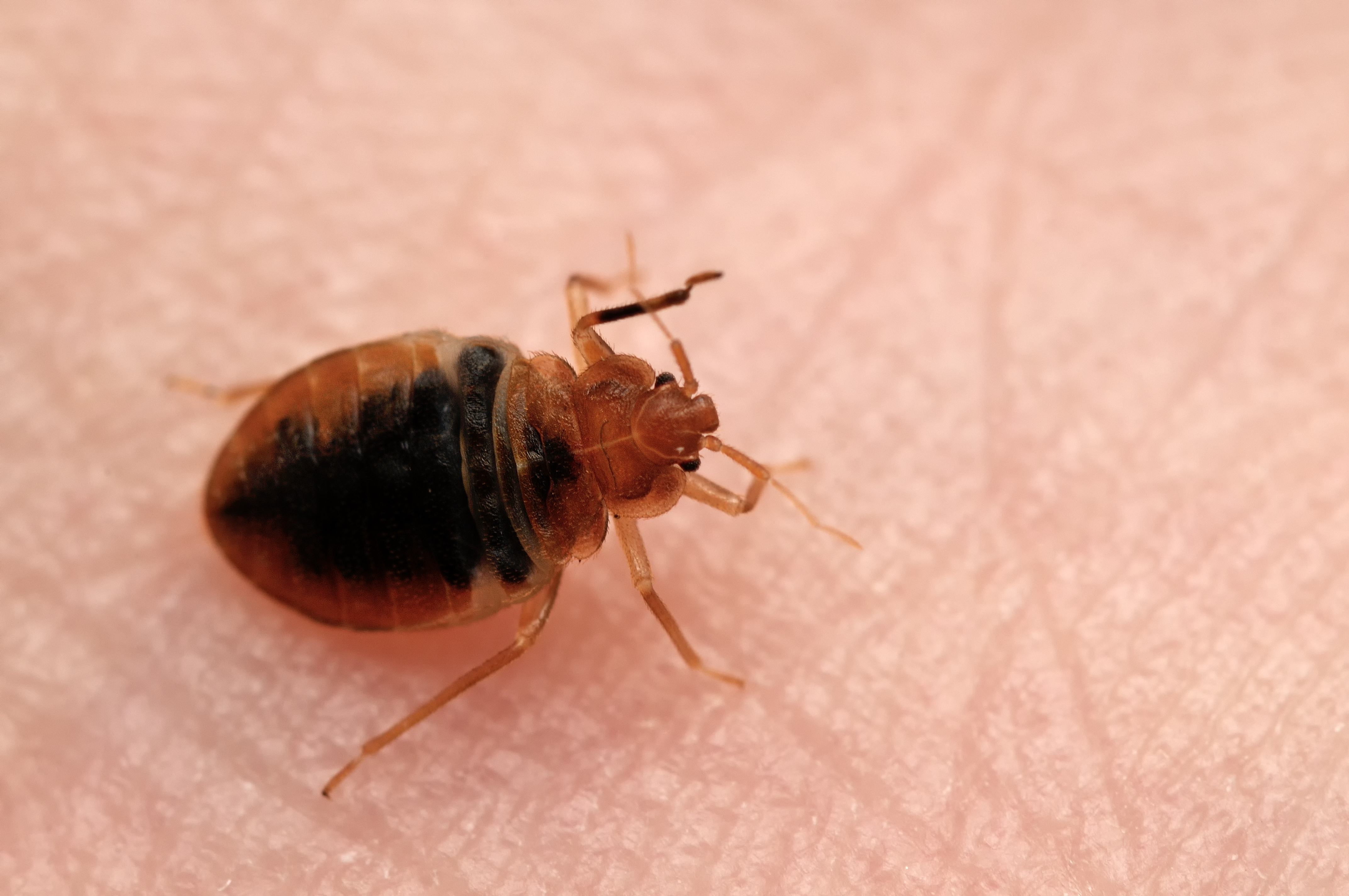 这是一只床虱。(Shutterstock)