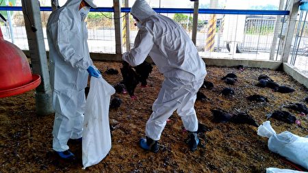屏东县盐埔乡一处土鸡场家禽异常死亡,确认感染H5N2亚型高病原禽流感病毒,现场扑杀有3万只黑羽土鸡。