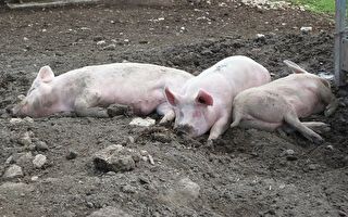 生猪养殖商净利巨亏4亿 股价却暴涨一度涨停