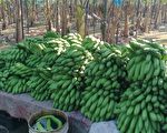 蕉農控收購價被壟斷 農糧署：公平會調查中