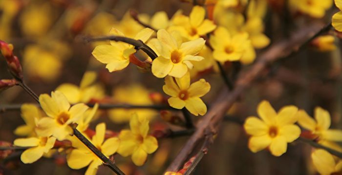 文史 立春迎春神早春第一花迎春花 句芒 春牛 花间集锦文化漫步 大纪元