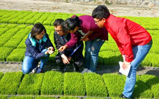 池上米首創秧苗選美 農業專家當評審