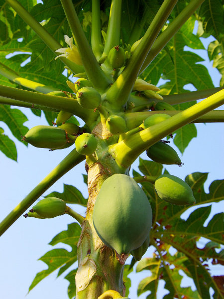 陳文億表示，木瓜是全年度都可以採收的作物，以前一顆木瓜樹有3年壽命，經過他品種改良後，一顆樹可以活8年。圖為木瓜樹示意圖。