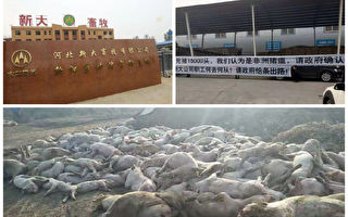 中國又一省淪陷 河北確認非洲豬瘟疫情
