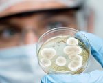 细菌寿命有多长？科学家进行500年的实验
