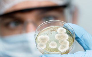 細菌壽命有多長？科學家進行500年的實驗